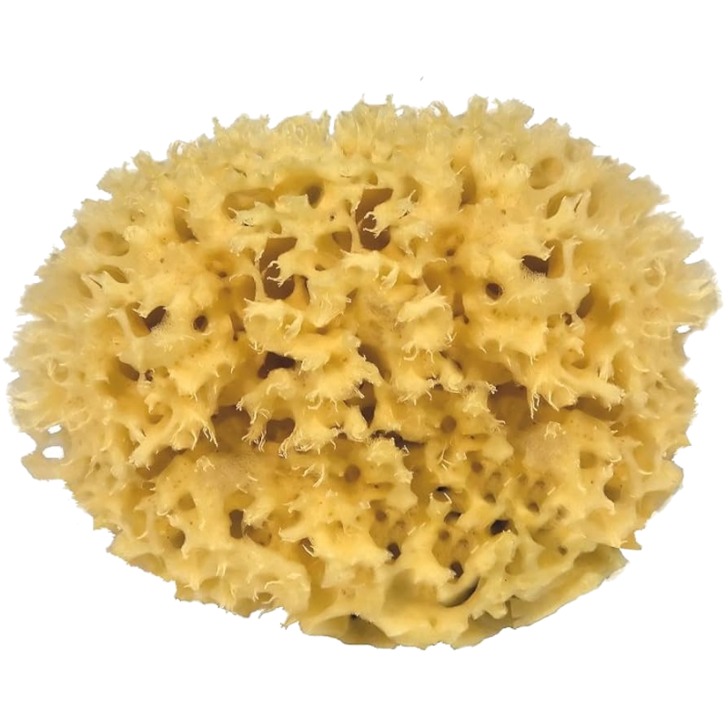 Mediterranean natural sponge - 9cm