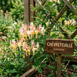 Extrait de Parfum Chèvrefeuille 15ml - Céven'Arômes | Salle d'ô