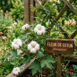Extrait de parfum - Fleur de coton - 15ml