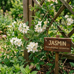 Jasmijnparfumextract 15 ml – Kamergeur | Kamer