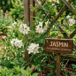 Parfumextract - Jasmijn - 15 ml