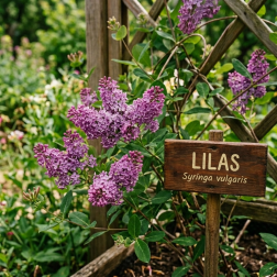Extrait de Parfum Lilas 15ml - Ceven'Arômes | Salle d'ô