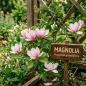 Parfumextract - Magnolia - 15 ml Parfumextract - Magnolia - 15 ml