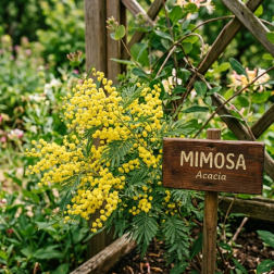 Extrait de Parfum Mimosa 15ml - Ceven Arômes | Salle d'ô
