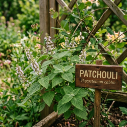 Patchouli Parfumextract 15 ml - Kamergeur | Kamer