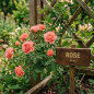 Extrait de parfum - Rose - 15ml