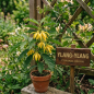 Extrait de parfum - Ylang-Ylang - 15ml