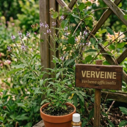 Extrait de Parfum Verveine 15ml - Parfum d'Ambiance | Salle d'ô