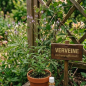 Extrait de parfum - Verveine - 15ml Extrait de parfum - Verveine - 15ml