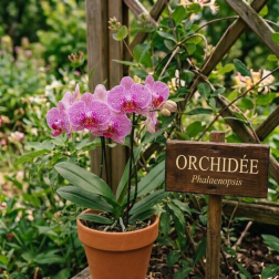 Extrait de Parfum Orchidée 15ml - Céven Aromes | Salle d'ô