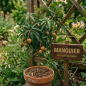 Extrait de parfum - Mangue - 15ml Extrait de parfum - Mangue - 15ml