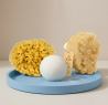 Sponges