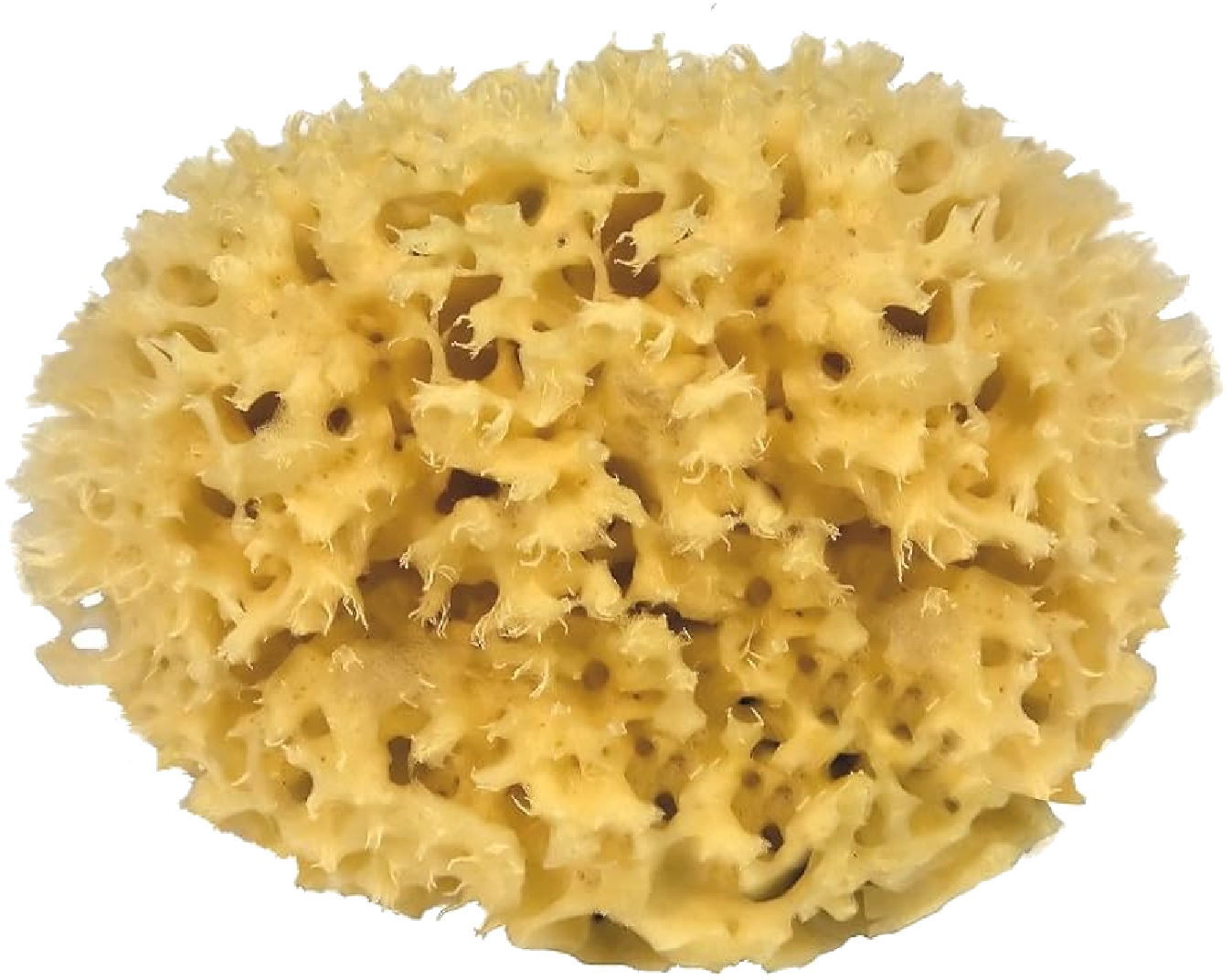 Sea sponges
