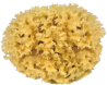 Sea sponges